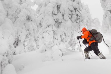 skitour veya backcountry kayakçı kış aylarında hiking bir sırt çantası ile ormanda