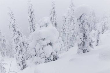 Peri masalı büyük Noel ağaçları yoğun fırtınalı kar yağışı sonra beyaz karla kaplı