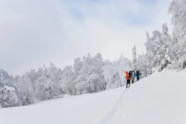 Pequeno grupo de esquiadores cross country com mochilas caminhando e exercício na floresta de inverno em Ural — Fotografia de Stock