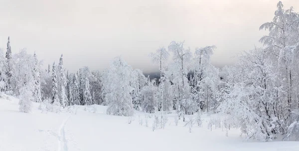Χειμερινό τοπίο με ίχνος σκι στο παγωμένο δάσος κωνοφόρων — Φωτογραφία Αρχείου