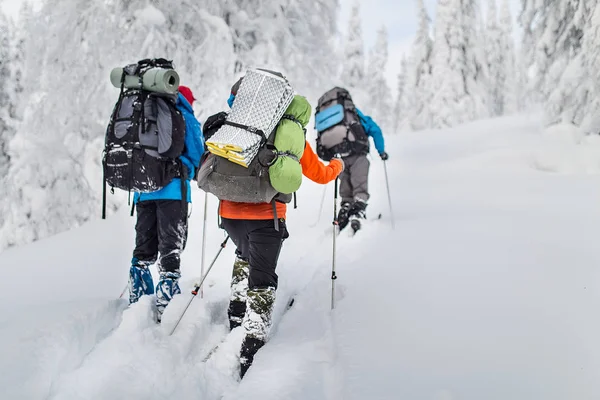 组徒步旅行者背包与滑雪板走在白雪覆盖的森林里的乌拉尔山脉 — 图库照片