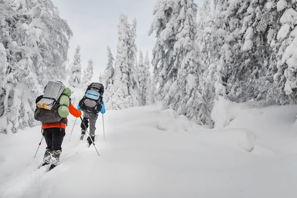 组徒步旅行者背包与滑雪板走在白雪覆盖的森林里的乌拉尔山脉 — 图库照片
