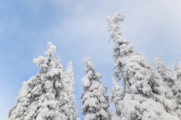 Hóval borított spruces téli erdőben, hideg Ural táj — Stock Fotó