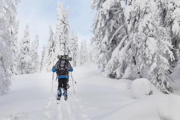 Ireconhecível esquiador sertanejo caminhando em uma floresta nevada com mochila — Fotografia de Stock