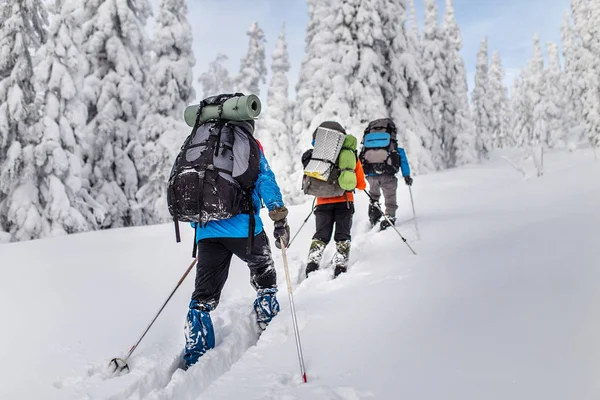 Grupo de esquiadores caminhadas com uma mochila em montanhas de inverno e floresta — Fotografia de Stock