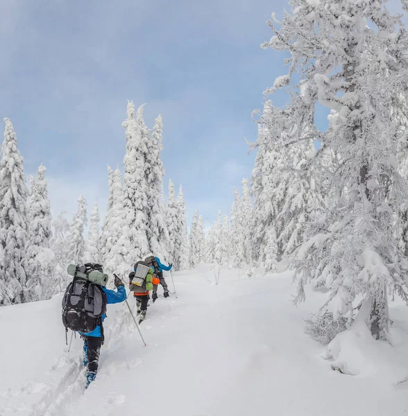 Grupo de esquiadores senderismo con una mochila en las montañas de invierno y el bosque —  Fotos de Stock