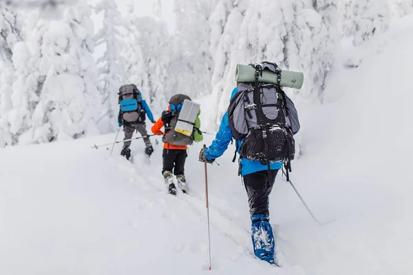 スキーヤーは、冬の山や森でバックパックとハイキングのグループ — ストック写真