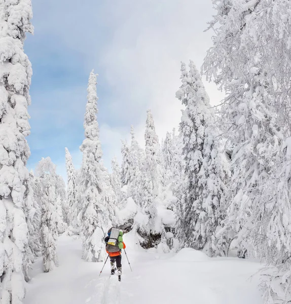 Skitour o backcountry esquiador en el bosque con una mochila de senderismo en invierno —  Fotos de Stock