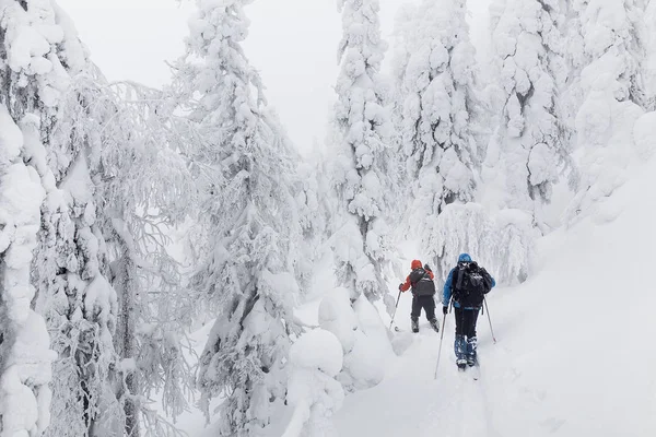 Pequeno grupo de esquiadores cross country com mochilas caminhando e exercício na floresta de inverno em Ural — Fotografia de Stock