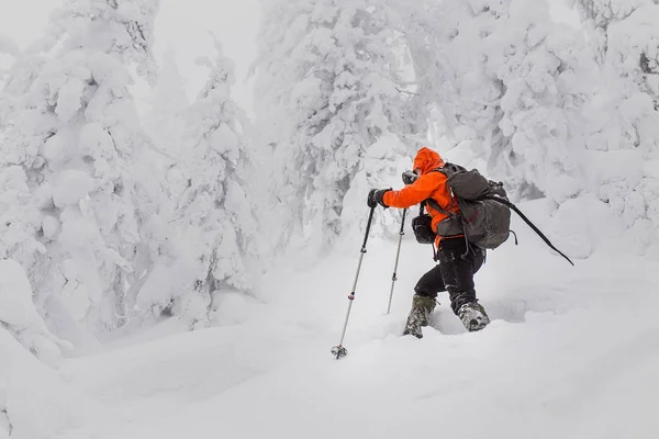 Homem sozinho viajando em esquis nos bosques de inverno nevado, conceito de aventura e recreação — Fotografia de Stock