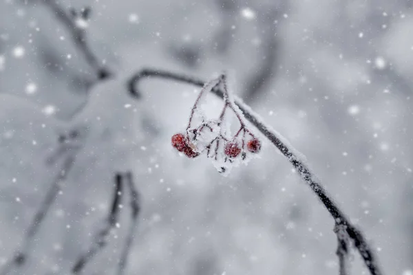 Snow covered red bunches of rowan with snowflakes close-up — Stock Photo, Image