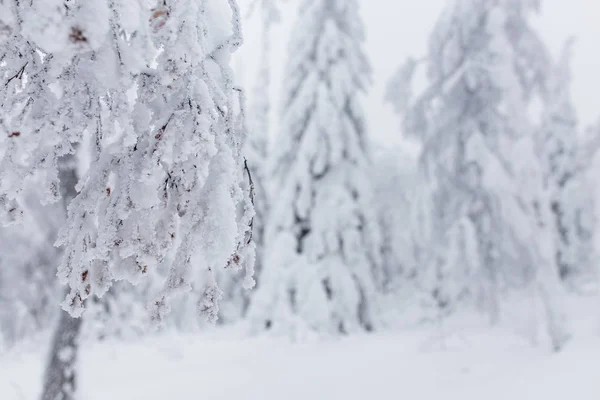 Mese nagy karácsonyfát borítja fehér hó nagy viharos havazás után — Stock Fotó