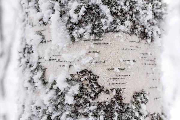 Bouleau recouvert de neige et de givre — Photo