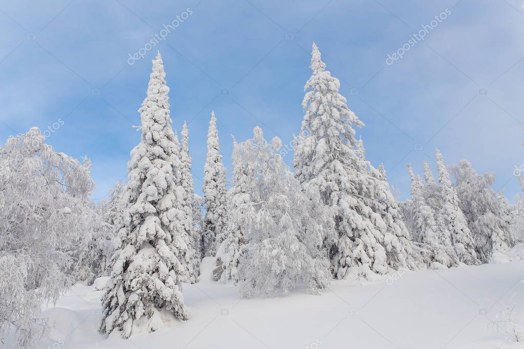 Winter Kerst landschap met sneeuw dennen bedekt met rijm met blauwe