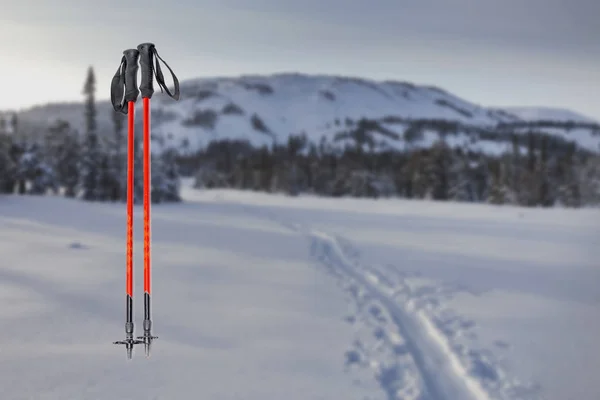 Skiing or hiking in mountains, close up of two ski poles at forest background — Stock Photo, Image