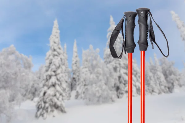 Skiing or hiking in mountains, close up of two ski poles at forest background — Stock Photo, Image