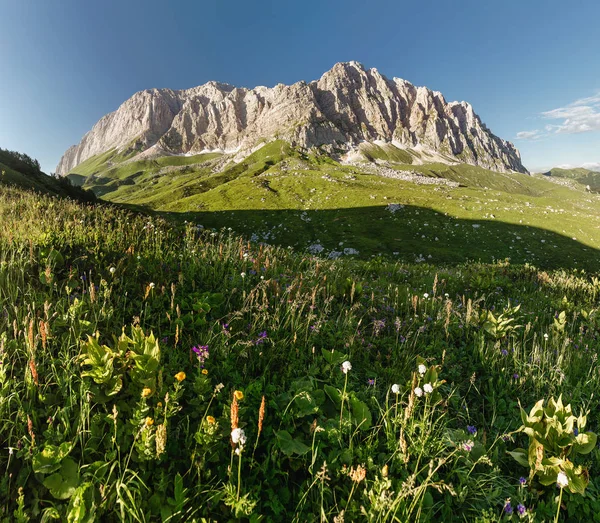 Alpine meadow closeup with blooming wildflowers at the rocky mountains background — Stock Photo, Image