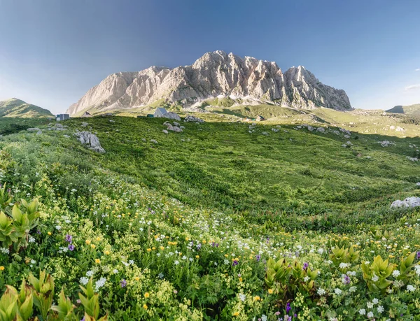 Alpine meadow closeup with blooming wildflowers at the rocky mountains background — Stock Photo, Image