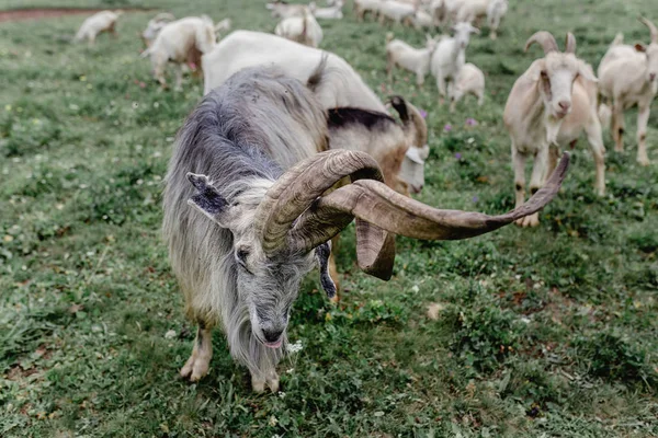 珍しい巨大な角を持つ山羊の群れのリーダー — ストック写真