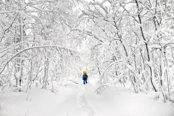 Caminhante com uma mochila andando ao longo da trilha na floresta de inverno após forte tempestade de neve — Fotografia de Stock