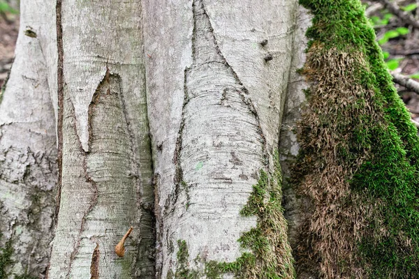 樹皮やシカモアの根 — ストック写真