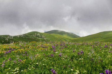 Güzellik dağ panorama manzara vahşi çiçek alan ile