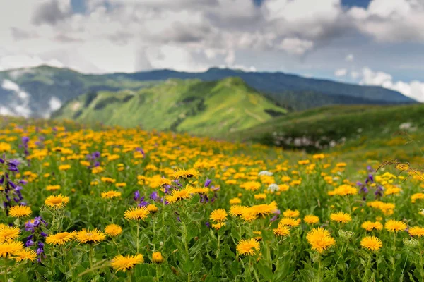ロッキーの mou に咲く野生の花の草原クローズ アップ — ストック写真