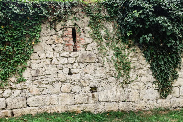 Medieval old castle wall overgrown with ivy