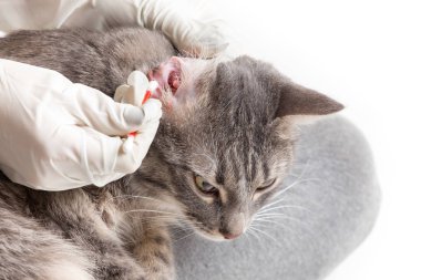 Veteriner kulakları kedi izole beyaz eldivenlerle temizler.