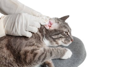 veterinarian take care of the gray cat cleaning sick ear before procedure in gloves clipart