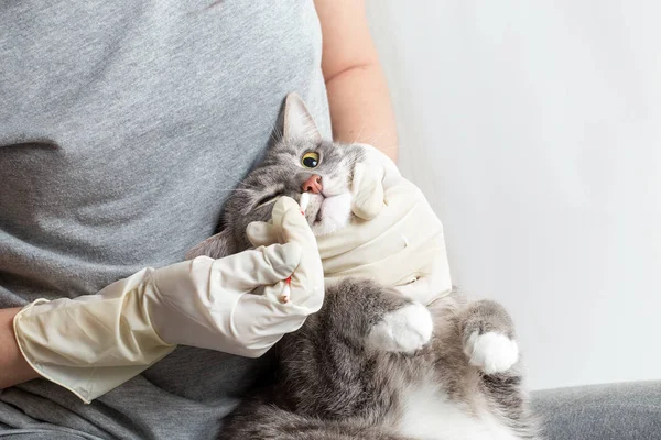 veterinarian cleans the cat\'s nose, close-up on hands