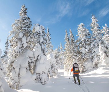 Adam Traveler hiking sırt çantası veya skitouring kışın orman manzara vahşi içine