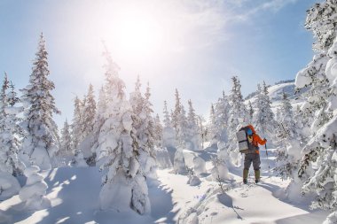 Adam Traveler hiking sırt çantası veya skitouring kışın orman manzara vahşi içine