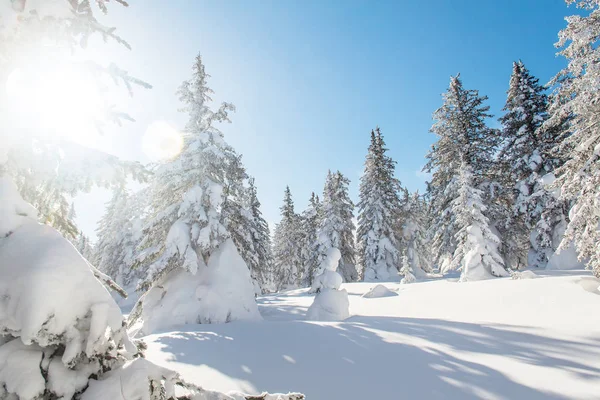 Paisagem com árvores de inverno em montanhas cobertas de neve fresca — Fotografia de Stock