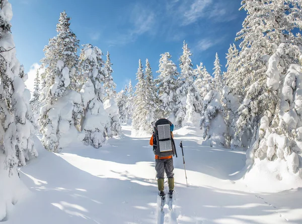 Hombre Viajero con mochila senderismo o skitouring en el paisaje del bosque de invierno en la naturaleza —  Fotos de Stock