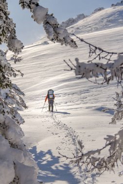 Adam Traveler hiking sırt çantası veya skitouring kışın orman manzara vahşi içine