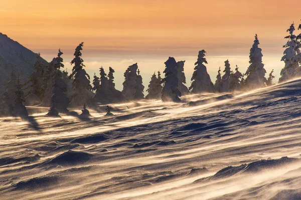 Magischer Winter schneebedeckter Baum bei stürmischem Sonnenuntergang — Stockfoto