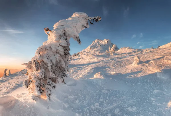 Alberi ricoperti di neve in montagna dopo una nevicata estremamente pesante — Foto Stock