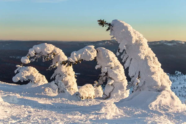 Úbočí s zasněžené stromy, zimní krajina — Stock fotografie