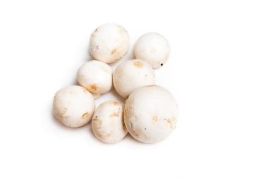 Beyaz arka plan üzerinde izole champignon mantar ailesi