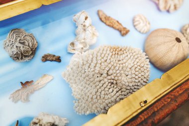 Mercan ve deniz kabukları ile farklı vitrin sergiler