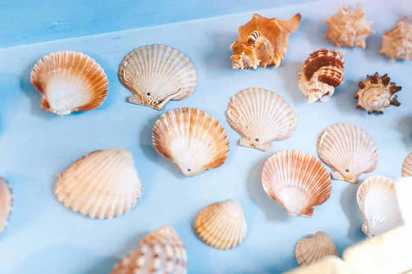 別のショーケースは、貝殻やサンゴの展示します。 — ストック写真