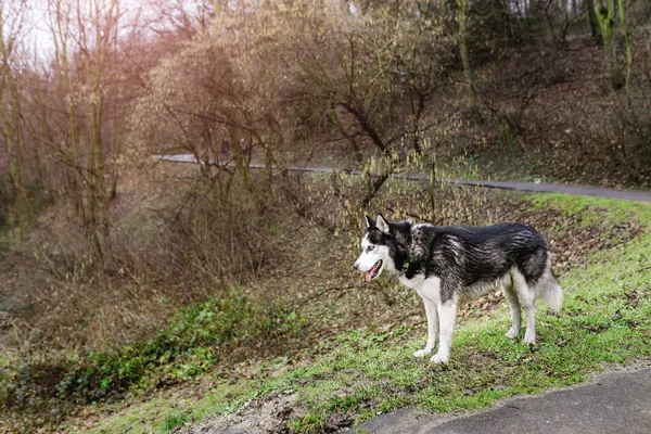 Siberian husky hund i vår stadspark — Stockfoto