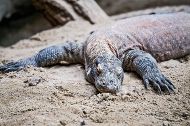 Komodo Dragon varanus Prag tembel yalan Hayvanat Bahçesi