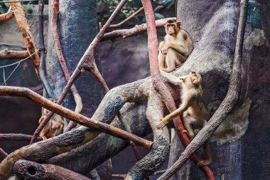 İki maymunların komik iletişim kullanımı gelişmiş yüz ifadeleri ve jestleri, hayvanlarda insan duyguları kavramı ile