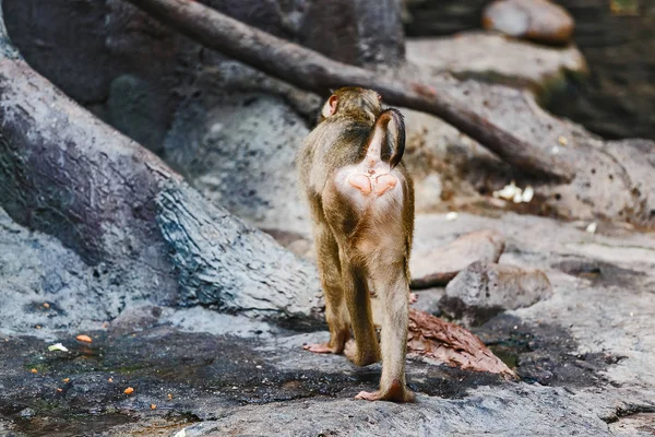 Μακάκος στο ζωολογικό κήπο δείχνει ένα γυμνό κώλο και εξαφανίζεται από το κοινό — Φωτογραφία Αρχείου