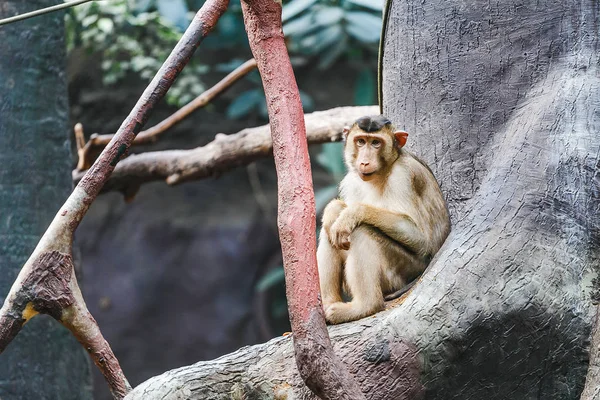 Μία θλιβερή και στοχαστικό μαϊμού κάθεται στο δέντρο σε ένα ζωολογικό κήπο — Φωτογραφία Αρχείου