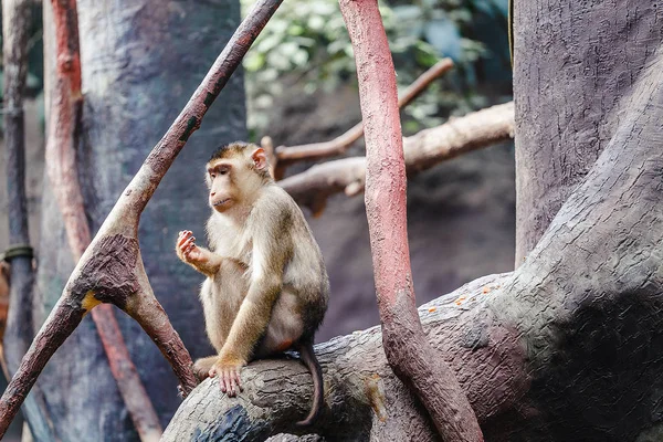 One sad and thoughtful Monkey sitting on the tree in a zoo