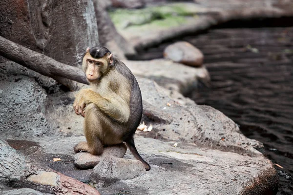 Μακάκος μαϊμού κάθεται στο έδαφος και φαίνεται λυπημένος — Φωτογραφία Αρχείου