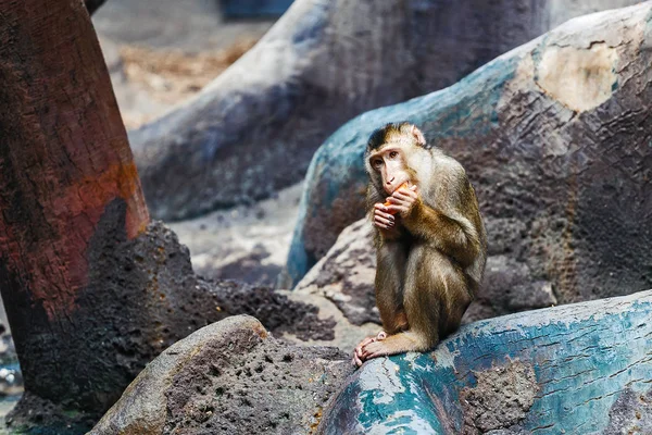 Πίθηκος μακάκος τρώει κάποια λαχανικά στο ζωολογικό κήπο — Φωτογραφία Αρχείου